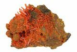 Crocoite Crystal Cluster - Adelaide Mine, Tasmania #147986-2